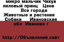 микро мальчик Чихуа лиловый принц › Цена ­ 90 - Все города Животные и растения » Собаки   . Ивановская обл.,Иваново г.